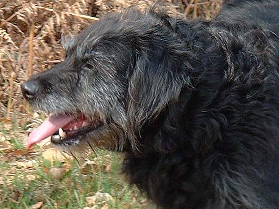 Lallie en Forêt d'Écouves