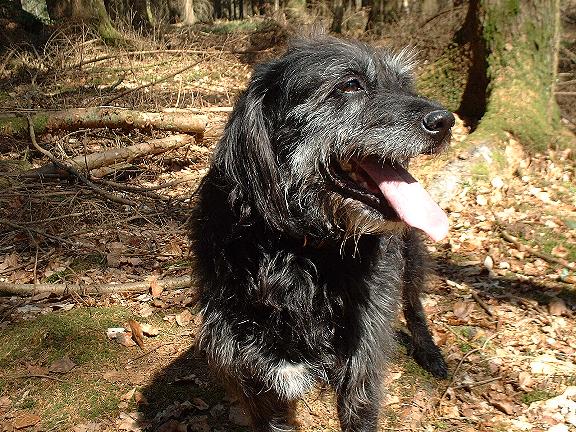 Lallie en Forêt d'Écouves